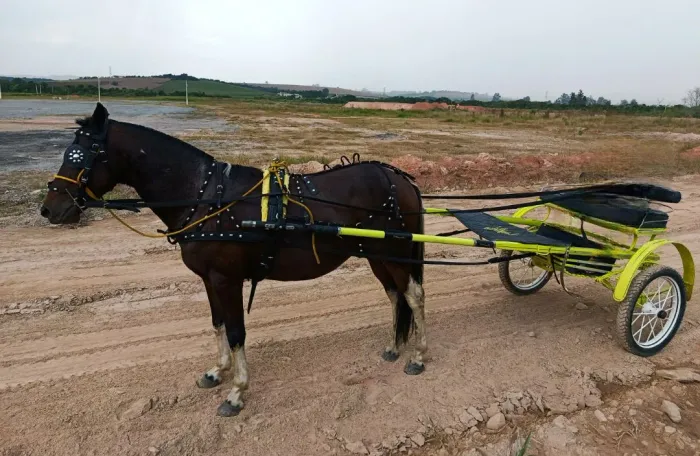 Cavalo e charrete engatado 