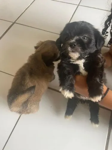 poodle x maltes