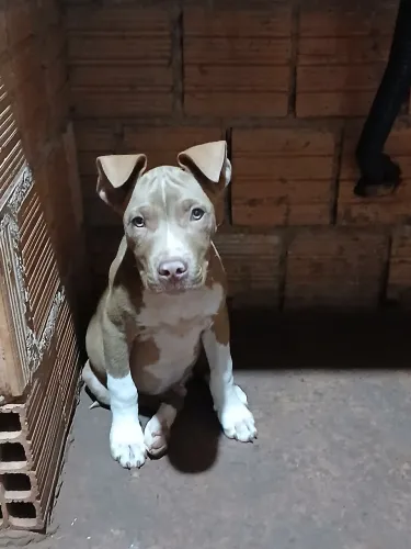 Filhote de pit bull