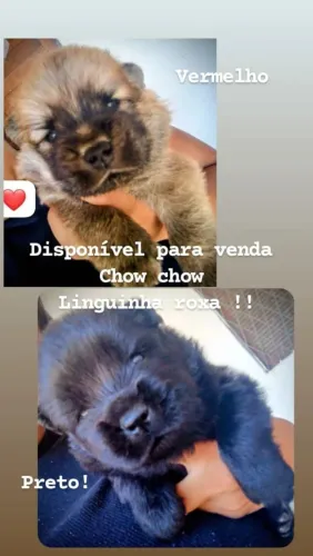 Filhotes de Chow Chow