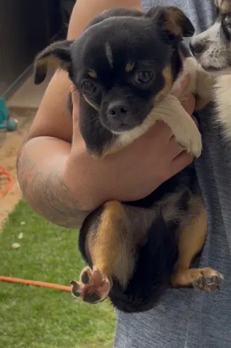 Chihuahua lindo demais