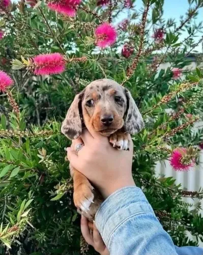 Basset teckel lindo e saudável