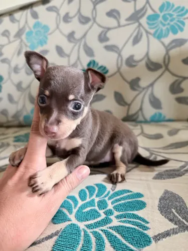 Vende pincher macho chocolate 