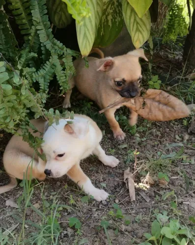 Chihuahua #MACHO