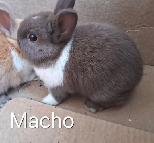 Coelhos netherland e lop
