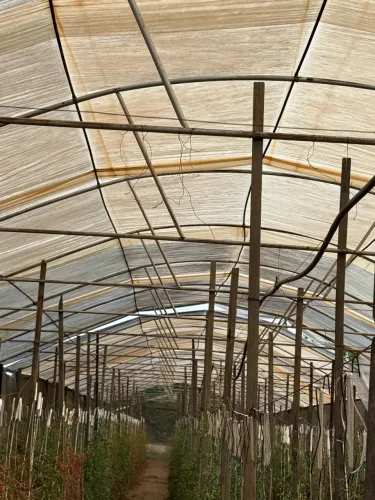 Estufa agrícola