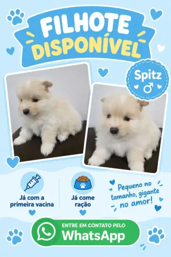 Filhote de Spitz Macho à venda