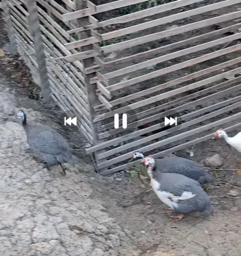 Casal de capote