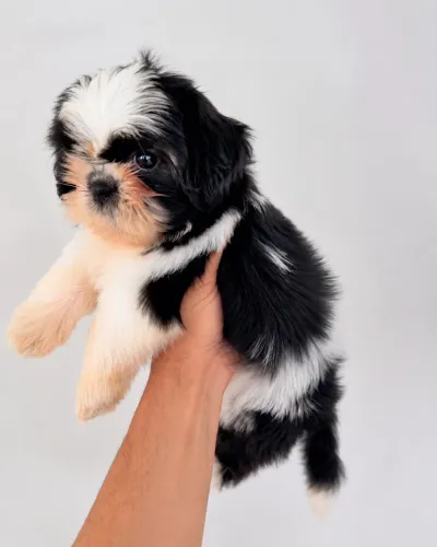 Fêmea de Shih tzu com pedigree