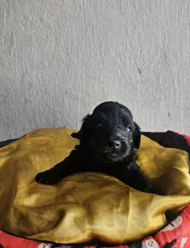 Vende-se lindos filhotes de poodle