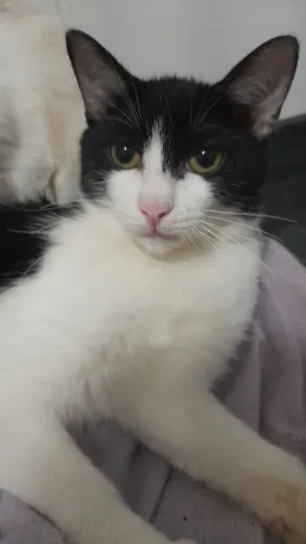 Doação de gata