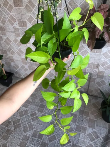 Plantas pendentes 