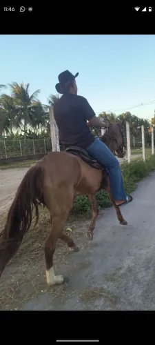 Vendo égua boa de galope e passada !!