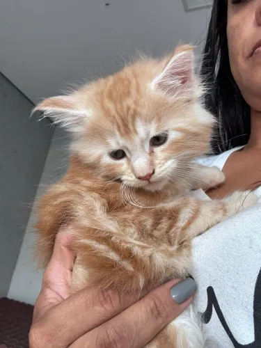 Gatos Maine Coon 45 dias