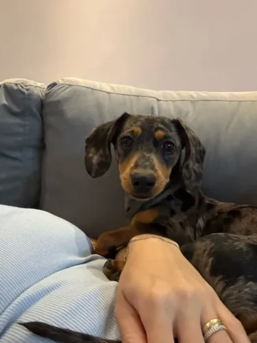Salsicha Mofadinha Fêmea dachshund arlequim fêmea 