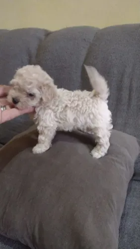 Poodle Toy porte pequenos Disponíveis.