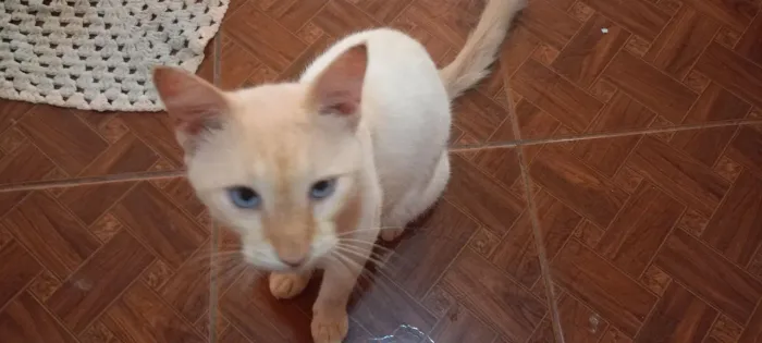 Gato idoso para doação