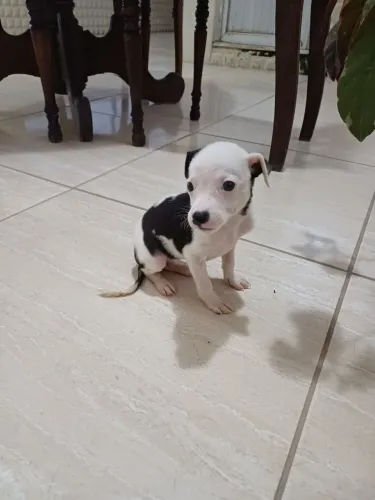 Adoção de um filhote macho