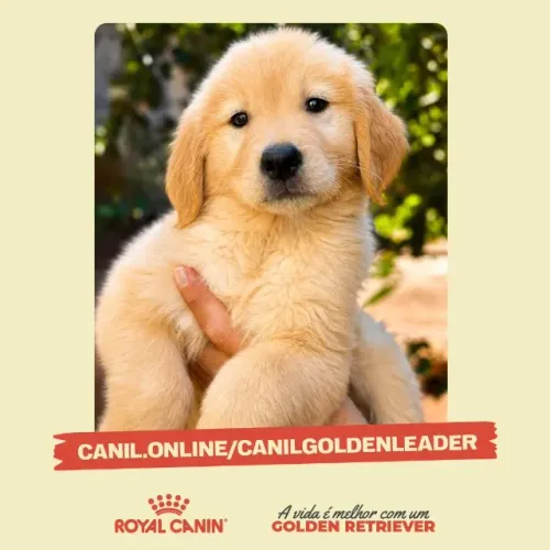 Golden Retriever de canil especializado - entrega em Ribeirão Preto