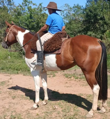 Tobiano QM muito bueno e super manso de tudo 