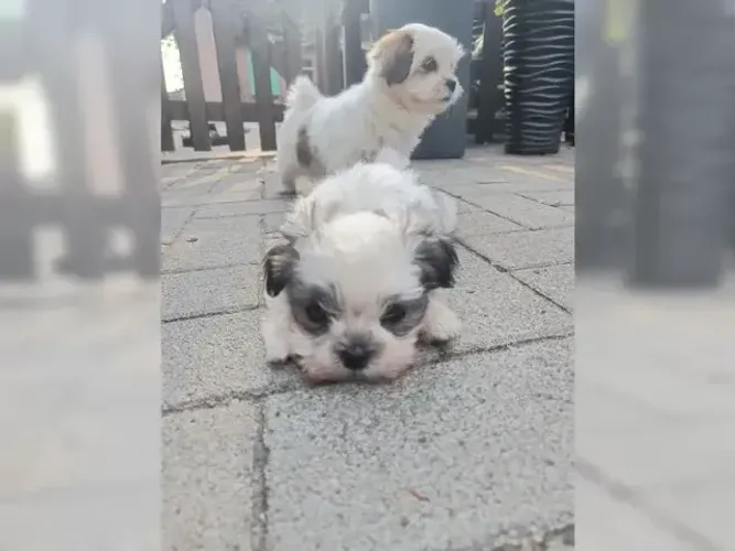 Neném temperamento alegre Shih tzu/Shitzu