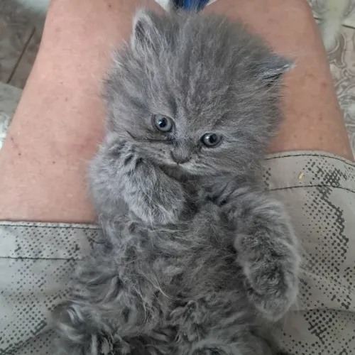 Gato Persa cinza padrao Internacional