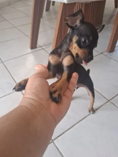 Vendo Cachorro pinsher 