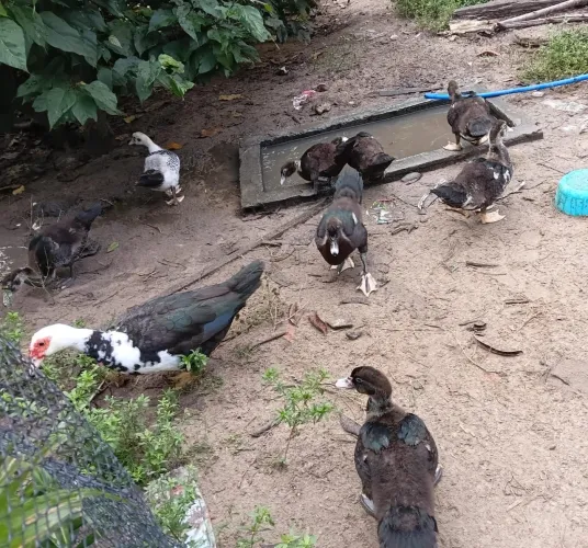 Vendo patos 45 reais cada
