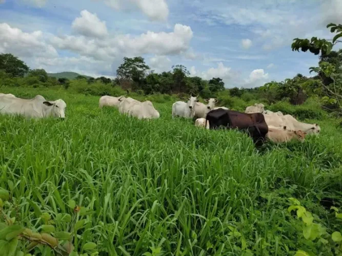 Fazenda 50 alqueires Porto Nacional Tocantins Regiao Cidade Setor Bairro Gado Soja