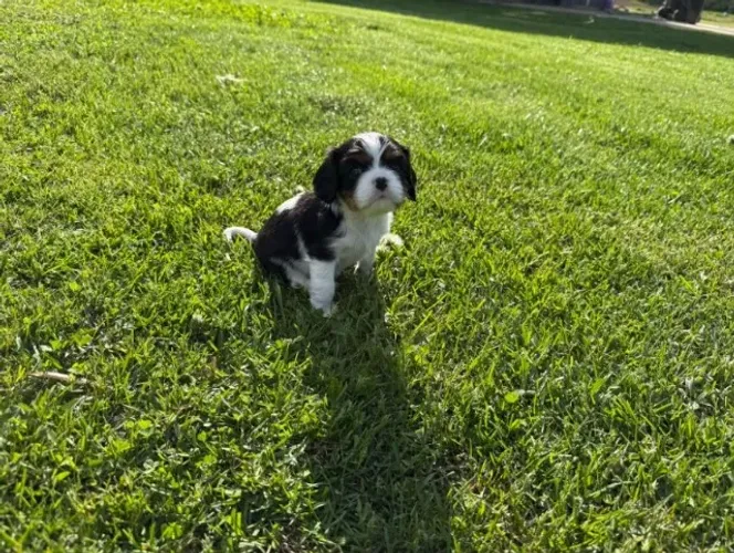 Cavalier King Fêmea Mini - Pronta para Novo Lar