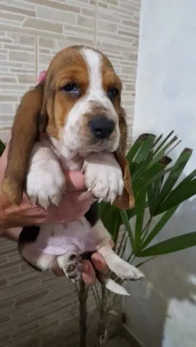 Basset Hound filhotes ótima linhagem