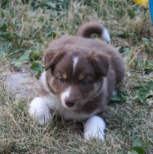 Border Collie - Filhotes novos 