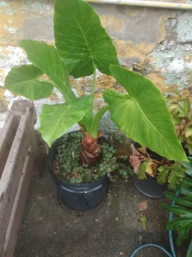 Planta Alocasia Macrorrhizos - Mudas