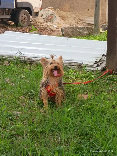 York fêmea dois anos