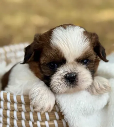 Lhasa Apso Filhotes Para Companhia.