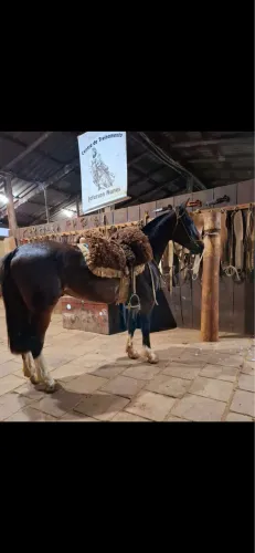 Cavalo zaino