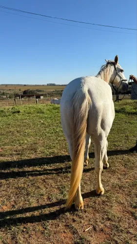 Égua Mansa