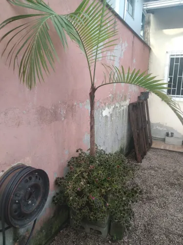 Palmeira em vaso concreto