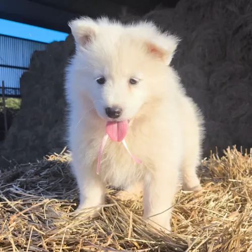 SAMOIEDAS Pedigree CBKC Filhotes