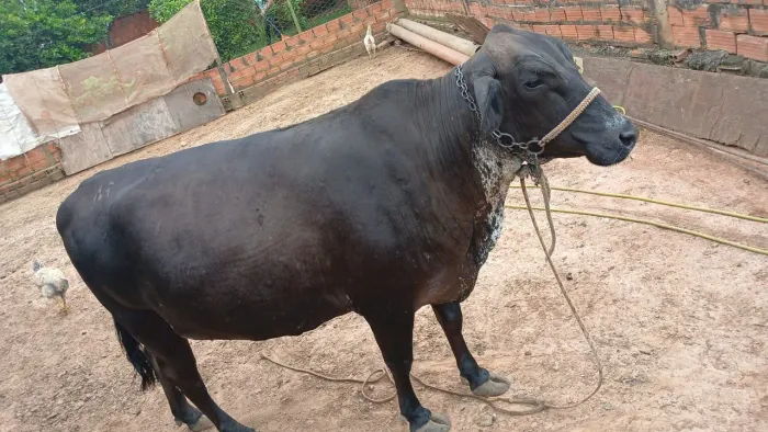 Vende uma vaca