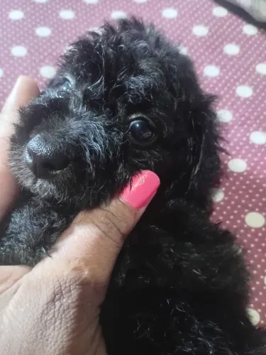 Vendo cachorra fêmea poodloo