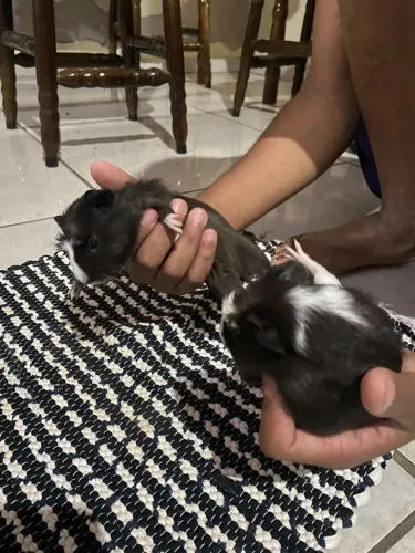 Porquinho da índia