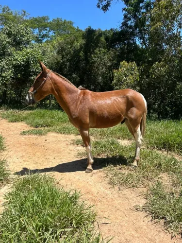 Burro bom de sela em oferta