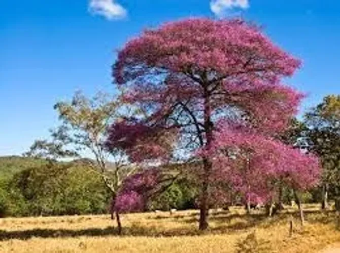 Pau de Rosas, Aricá ou cega machado - Physocalymma scaberrimum - (vendo mudas)