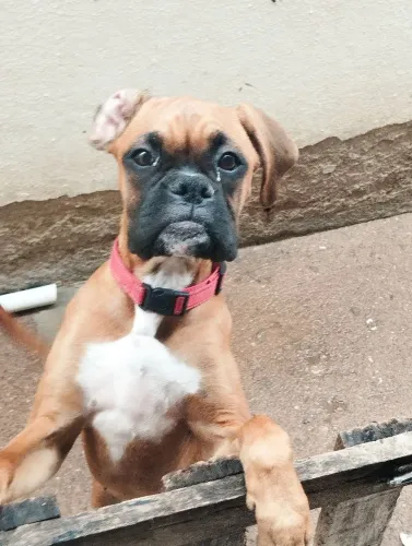 Cão Boxer Fêmea Dourado 5 meses 
