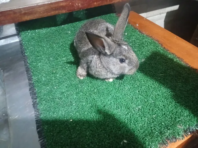 Coelhos
