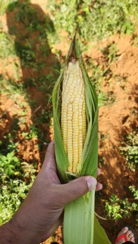 Milho Pamonha