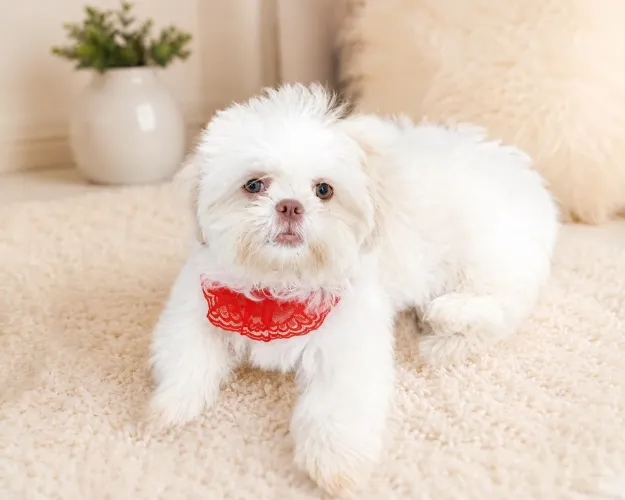 Filhote de shih tzu macho linhagem fígado branco 3 meses ,3 vacinas