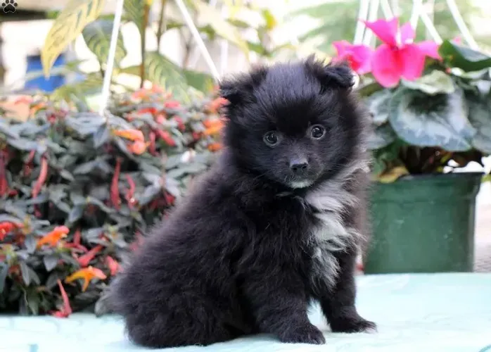 Spitz Alemão,Spitz Alemão Filhote Vacinado e Vermifugado