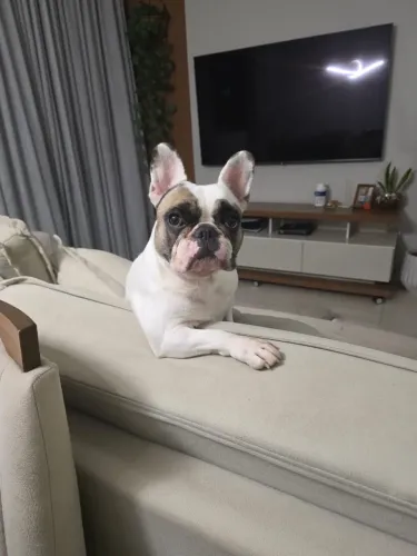Doa-se buldogue francês 